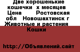 Две хорошенькие кошечки 3х месяцев › Цена ­ 1 - Ростовская обл., Новошахтинск г. Животные и растения » Кошки   